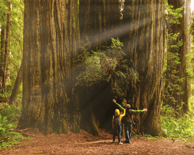 Guided Tall Trees Grove Hike in Redwood National Park