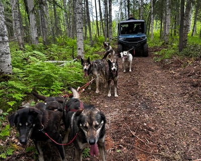 Ride a Summer Sled Dog Team on a 2-Hour Tour