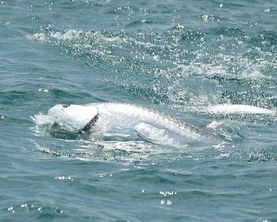 6-Hour Private Fishing Charter in Port Royal