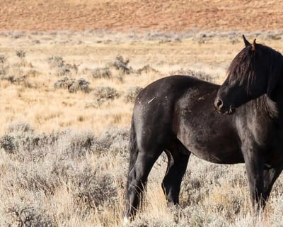 4-Hour Wild Mustang Safari in McCullough Peaks