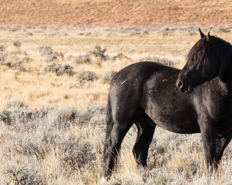 4-Hour Wild Mustang Safari in McCullough Peaks