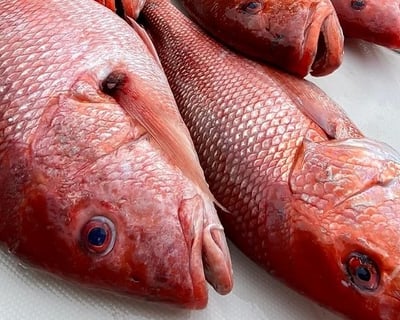 Pensacola Beach Bottom Fishing Charter
