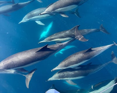 Santa Barbara Wildlife Sailing Charter