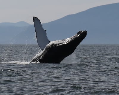 Private Ketchikan Whale Watching & Wilderness Dining