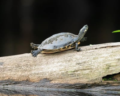Cypress Forest Kayak Tour On The Waccamaw River