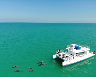 Dolphin Watching & Sandbar Swim in Key West
