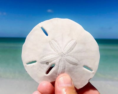 Guided Shell Key Preserve Kayak Tour