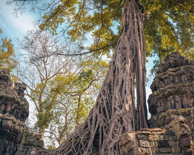 Explore Angkor Wat Temples & Sunset Food Tour