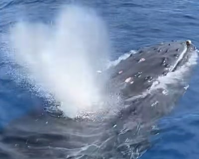 Big Island Whale Watch & Snorkel Cruise