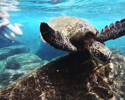 8-Hour North Shore Guided Tour