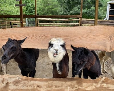 Llama Farm Visit in Cosby