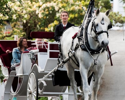 Custom Horse-Drawn Carriage Tour in Victoria