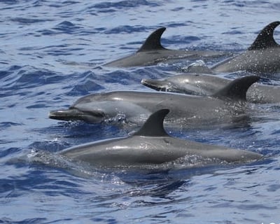 3-Hour Dolphin Watch Cruise in Lahaina