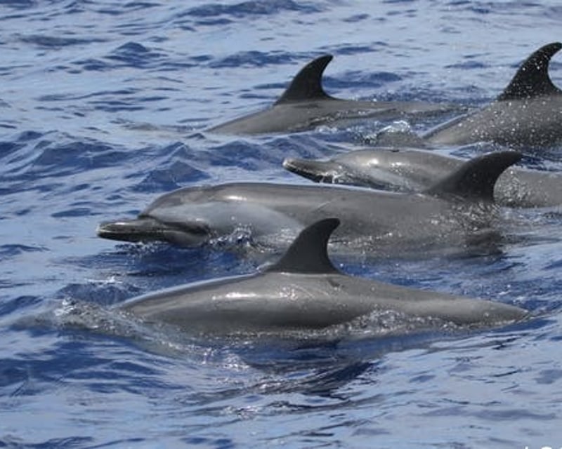 3-Hour Dolphin Watch Cruise in Lahaina