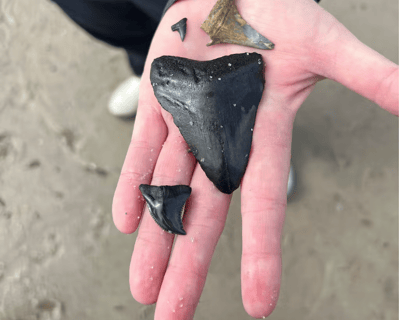 Shark Tooth Island Cruise from Hilton Head