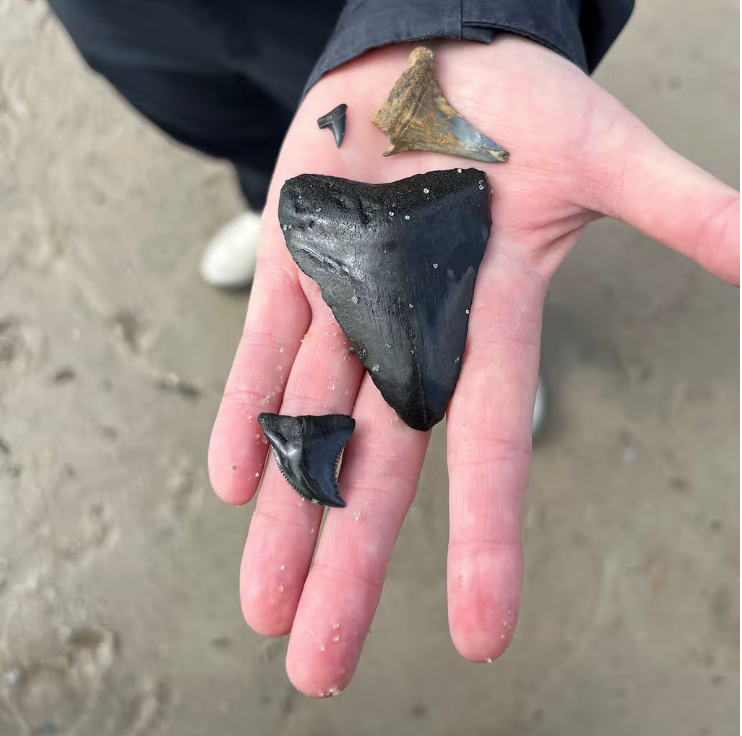 Shark Tooth Island Cruise from Hilton Head