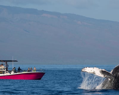 2-Hour Whale Watch in Lahaina