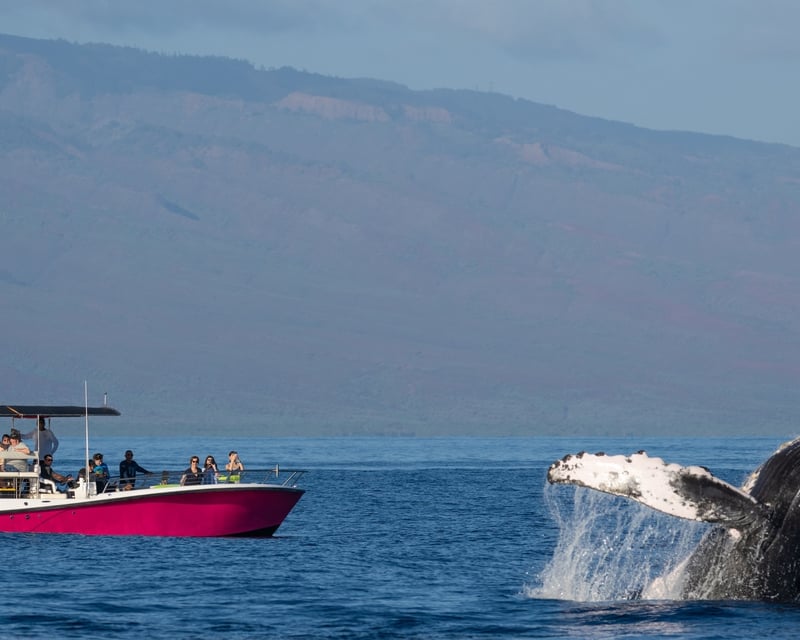 2-Hour Whale Watch in Lahaina