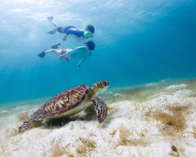 North Shore Kayak Tour with Sea Turtles