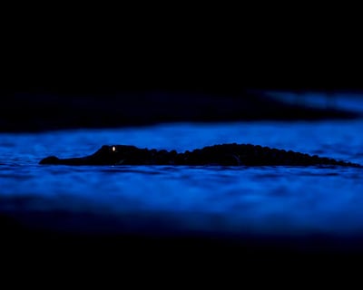 Everglades Nighttime Airboat Tour