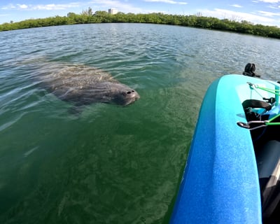 Small Group Pedal Kayak Tour in Bird Key Park