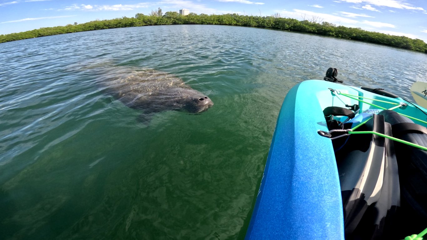 Small Group Pedal Kayak Tour in Bird Key Park
