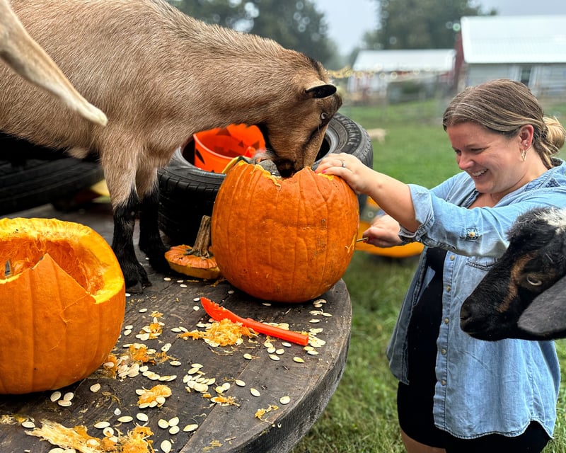 Pumpkin Carving With Goats on a Farm in Glen Allen