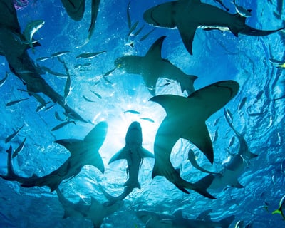 North Shore Shark Snorkeling in Haleiwa