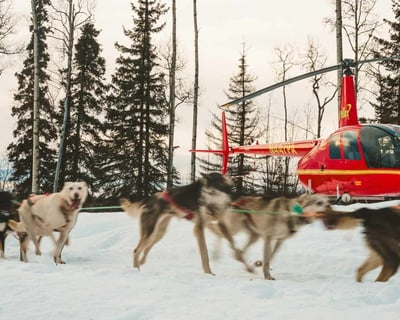 Fly to Big Lake for a 2.5-Hour Dog Mushing Tour