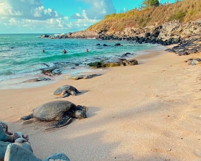 Maui's Sea Turtles & Waterfalls: Taste of Hana Guided Tour