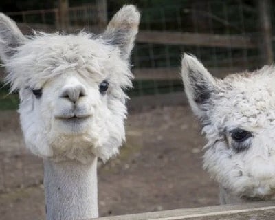 Carnation Alpaca Farm Tour