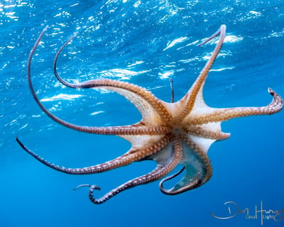 Kohala Coast Citizen Science Snorkel Tour