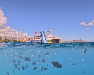 Honolulu Snorkeling Cruise with Dolphins & Turtles