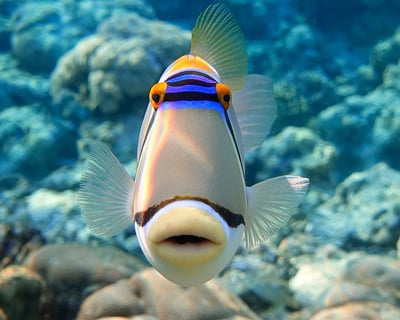 Maui Private 2-Tank Scuba Charter