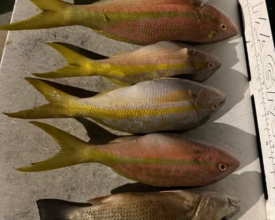 4-Hour Fishing, Snorkel & Sandbar Charter in Marathon