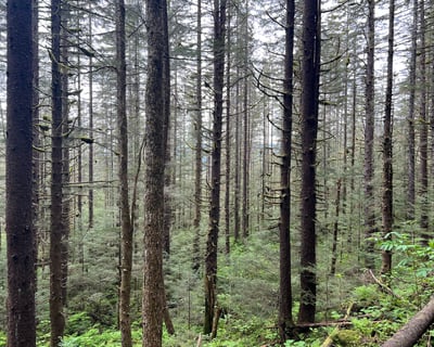 Private Rainforest Hike in Juneau