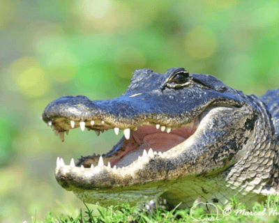 Everglades Airboat Tour From Miami with 3-Hour Bike Rental