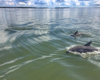Private Dolphin Tour on Hilton Head Island