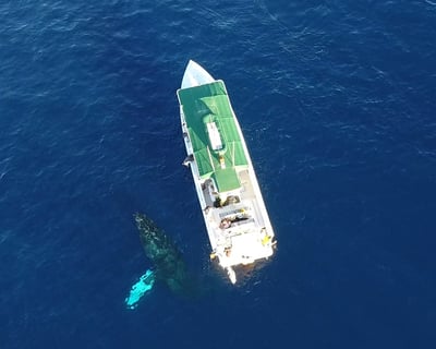 Humpback Whale Watch and Dolphin Search