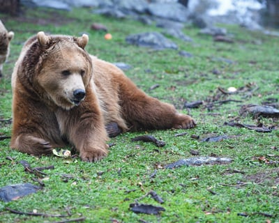 Feed Rescued Big Cats or Bears in Alpine