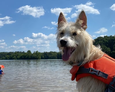 1.5-Hour Saxapahaw Lake Paddle Rental