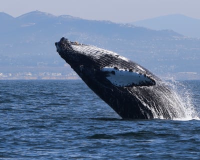 Watch Dolphins & Whales on a 2-Hour Oceanside Cruise