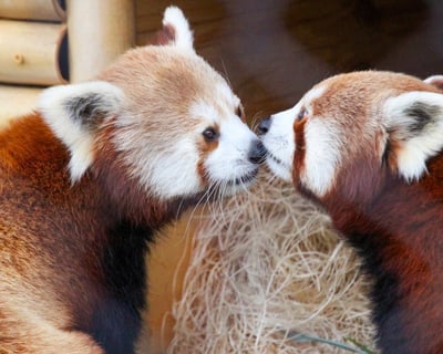 Lehigh Valley Zoo: 325 Animals on 29 Acres