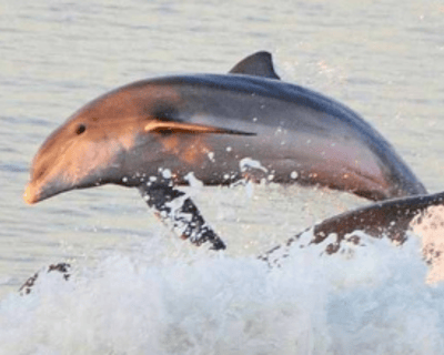 Christmas Eve Dolphin Cruise in Fort Myers Beach