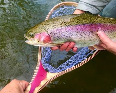 Guided Walk & Wade Trout Fly Fishing in Mount Holly Springs