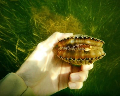 Private Scallop Tour in Crystal River