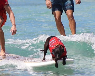 Oahu Surfing Lessons for People and Dogs