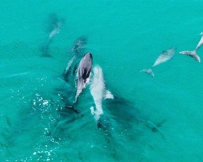 Destin Sunset Dolphin Cruise