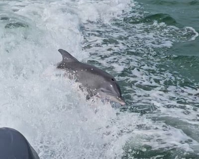 90-Minute Dolphin Cruise From Johns Pass