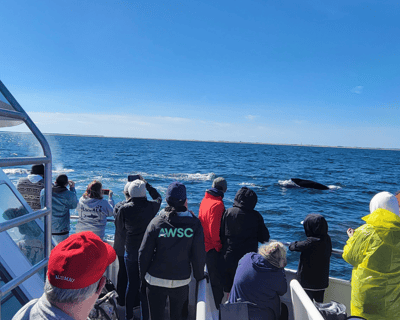 White Shark & Whale Watching Cruise From Plymouth